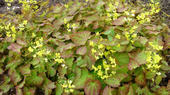 Epimedium × perralchium 'Frohnleiten' (VP - Elfenbloem - Wintergroen - groen/brons - gele bloemen)
