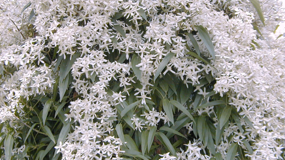 Clematis armandii met onderbeplanting Lavendula angustifolia 'Hidcote'