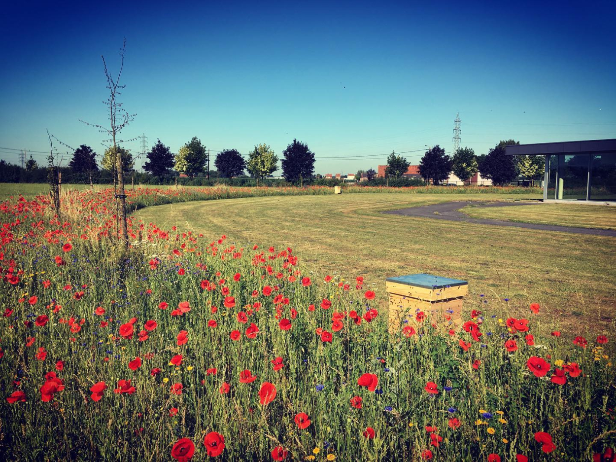 foto Bijenkasten in natuur 